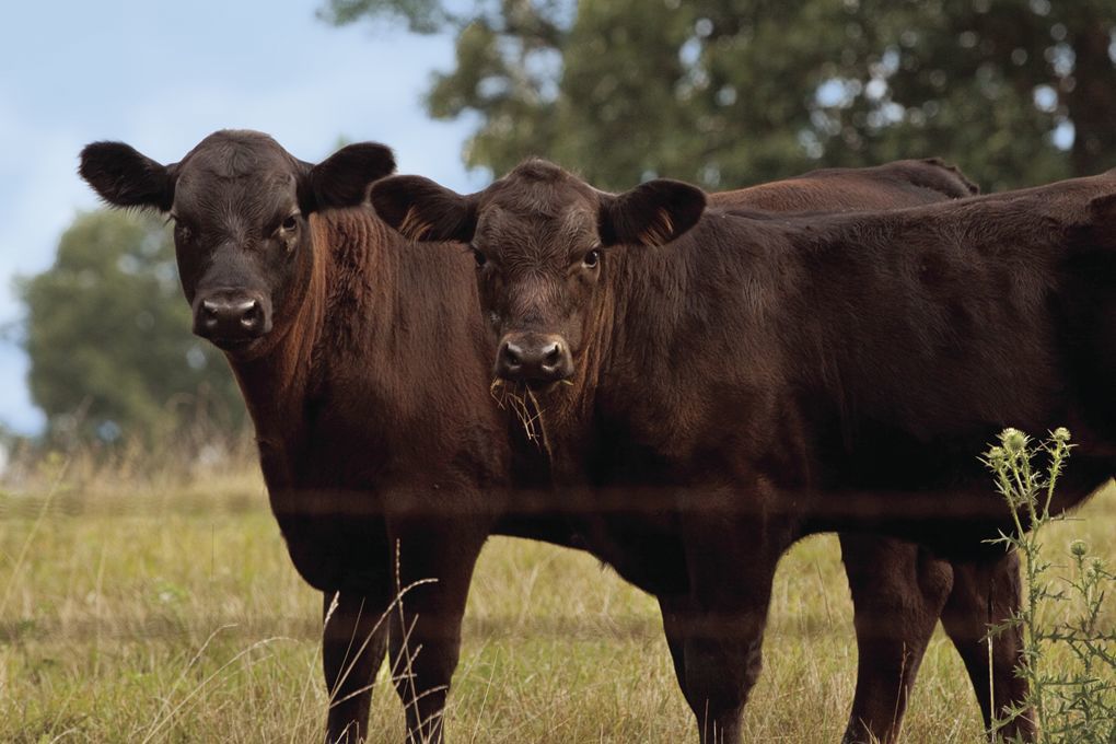 Cattle